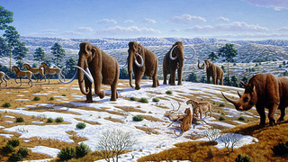 How Do You Kill 86 Mammoths? With Dogs.